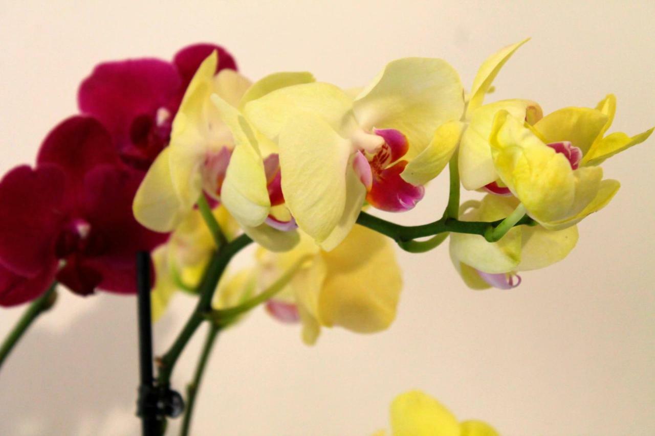 B&B Le Orchidee Alghero Eksteriør bilde